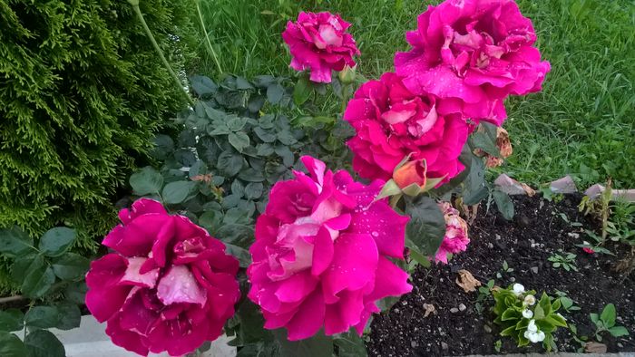 WP_20160624_21_01_01_Pro - Trandafiri 2016