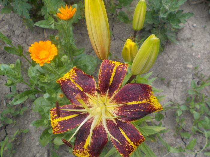 DSCN0309[1] - crini de gradina