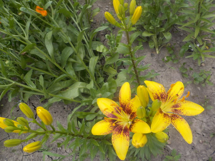 DSCN0313[1] - crini de gradina