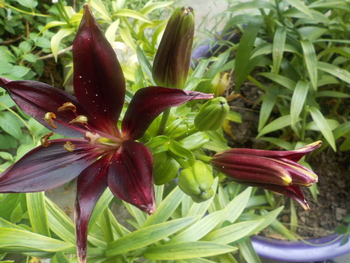 landini - crini de gradina