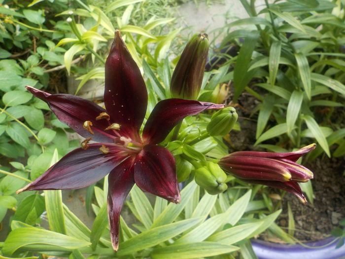 DSCN0317[1] - crini de gradina