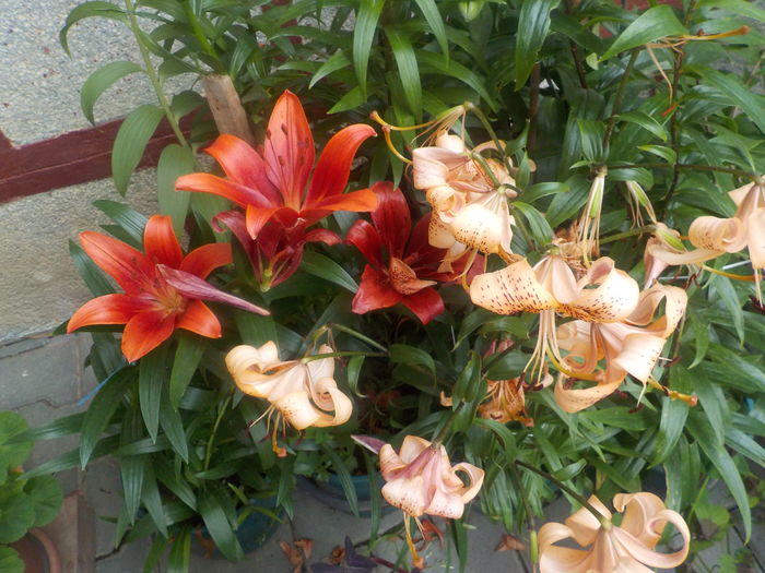 DSCN0320[1] - crini de gradina