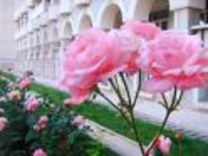 tot trandafir roz - poze cu flori