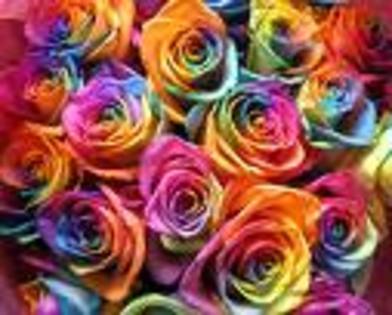 trandafiri colori