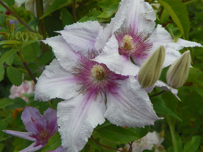 Marmori - Clematite 2016