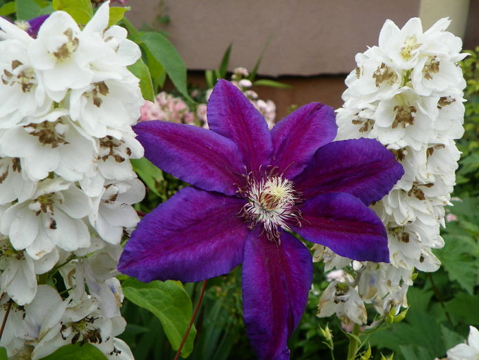 Wildfire - Clematite 2016