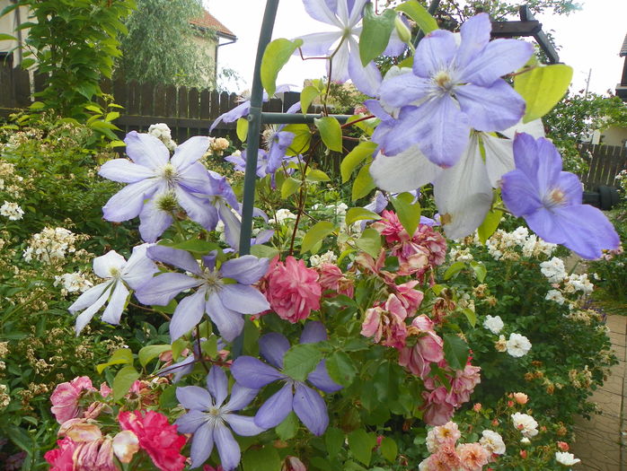 Mrs Chalmondeley - Clematite 2016