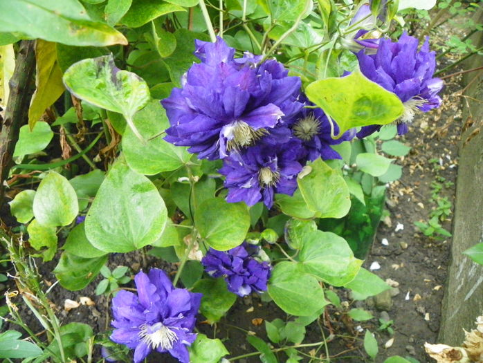 Kiri Te Kanawa - Clematite 2016