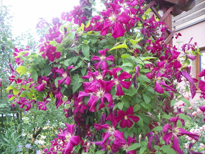 Mme Julia Correvon - Clematite 2016