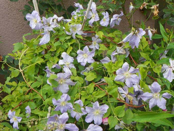 Blue Angel - Clematite 2016