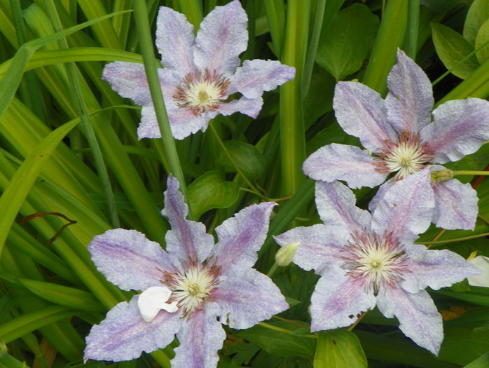 Teksa - Clematite 2016