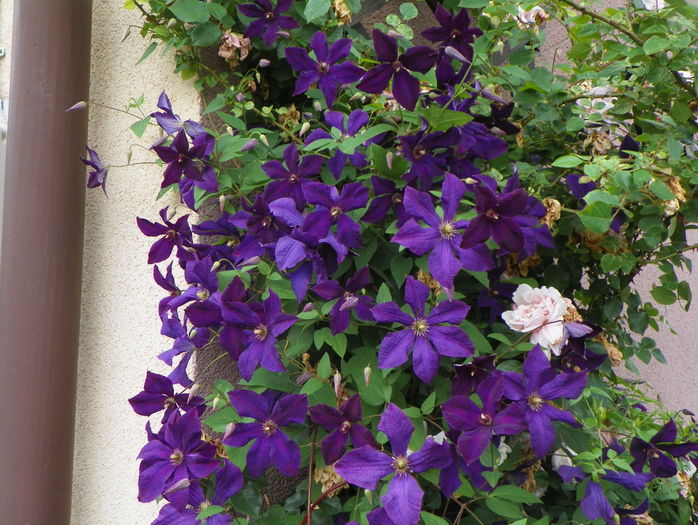 Polish Spirit - Clematite 2016