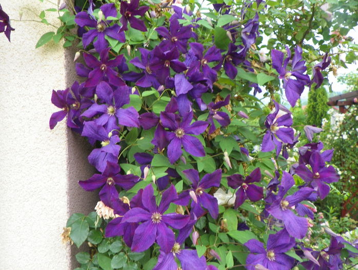 Polish Spirit - Clematite 2016