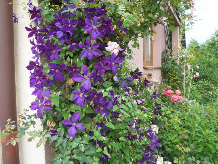 Polish Spirit - Clematite 2016