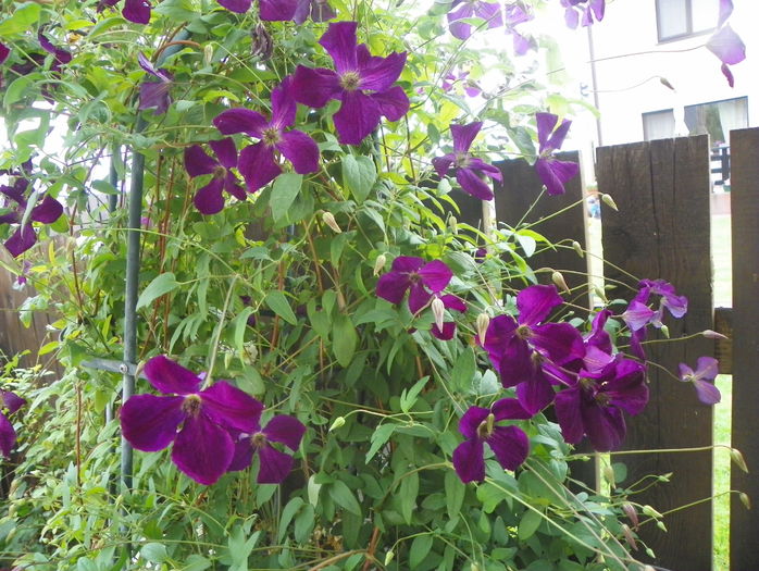 Royal Velours - Clematite 2016