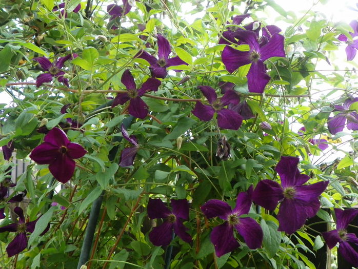 Royal Velours - Clematite 2016