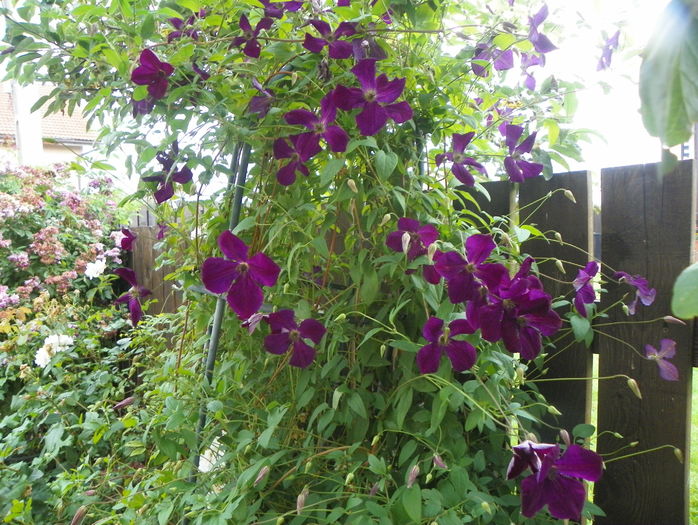 Royal Velours - Clematite 2016