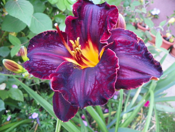 Diamant Noir - Hemerocallis 2016