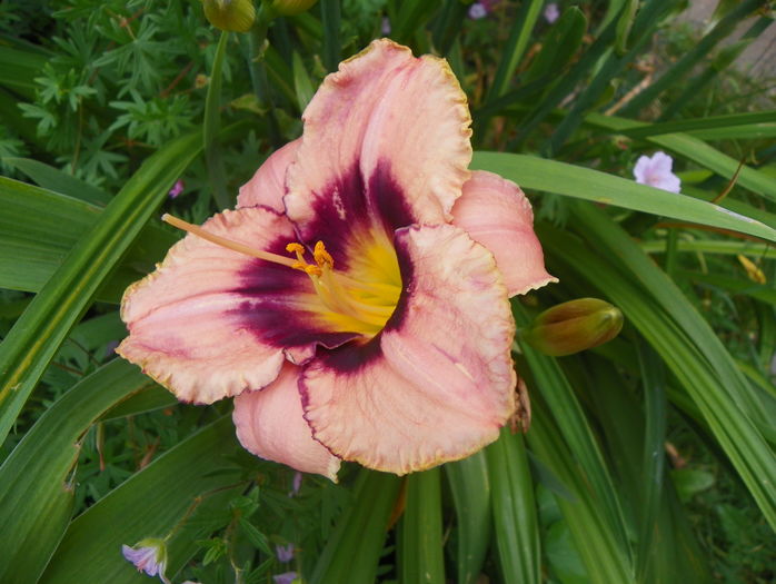 Daring Dilemma - Hemerocallis 2016