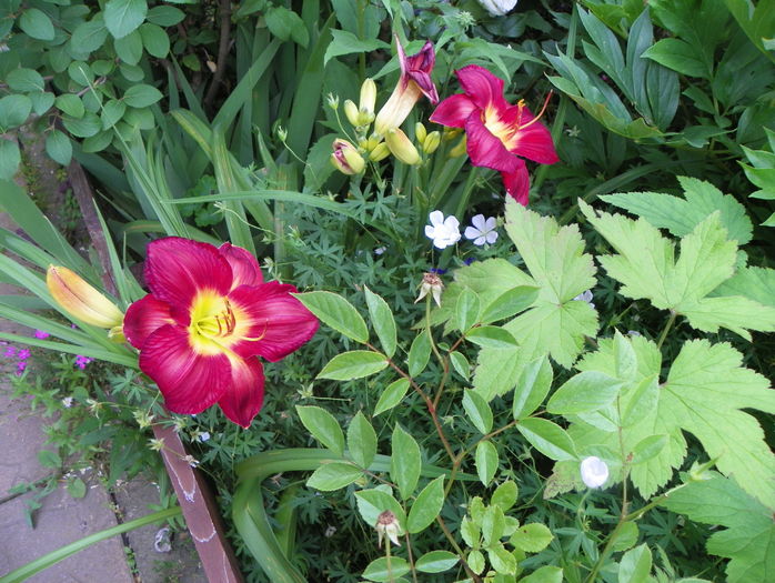 Scarlet Orbit - Hemerocallis 2016