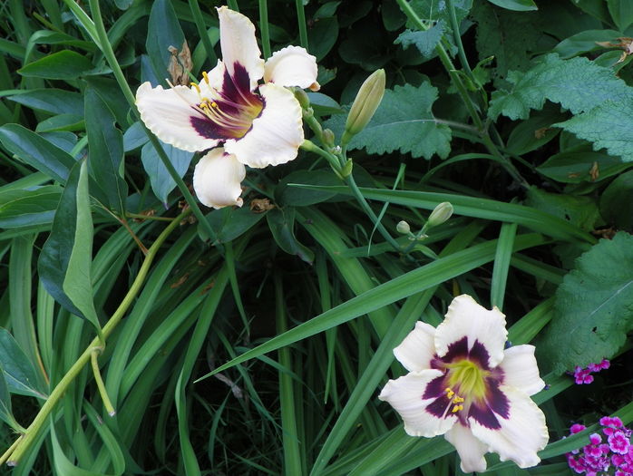 Custard Candy - Hemerocallis 2016