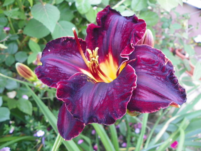 Diamant Noir - Hemerocallis 2016