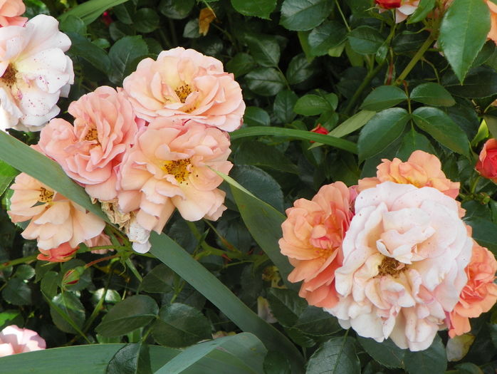 Aprikola - Trandafiri 2016 - 3