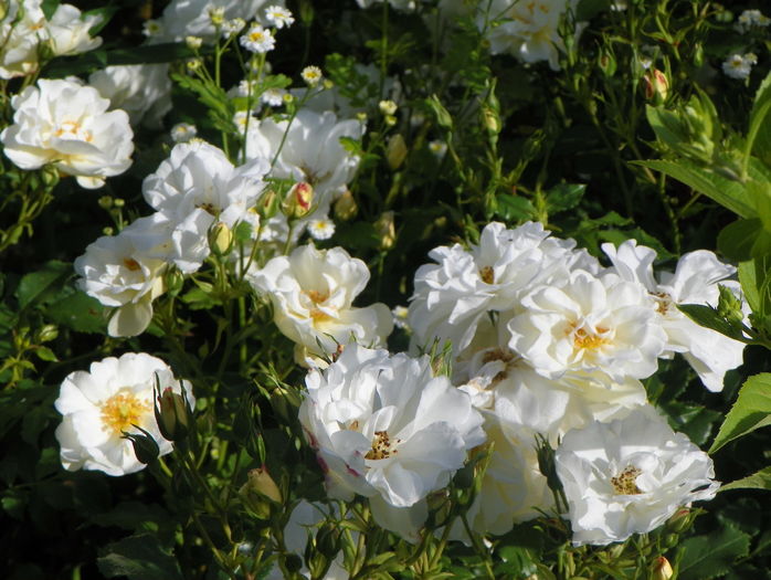 Innocencia - Trandafiri 2016 - 3