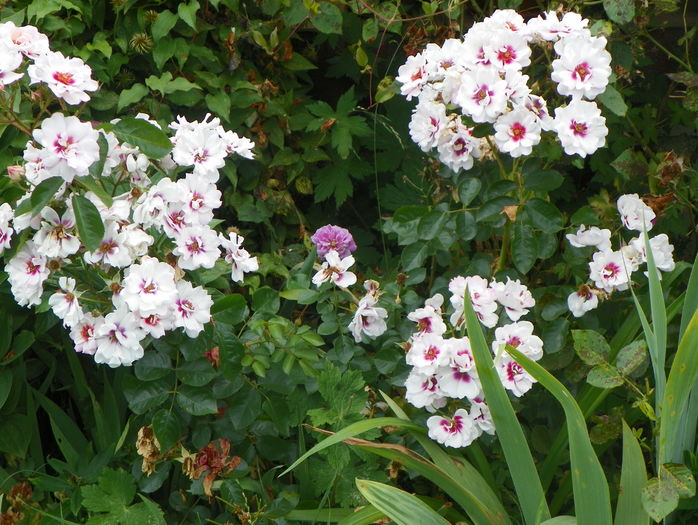 Chewdelight - Trandafiri 2016 - 3