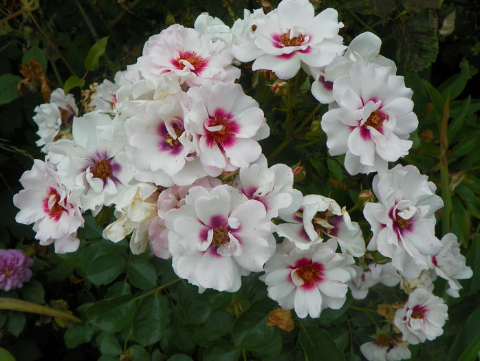 Chewdelight - Trandafiri 2016 - 3