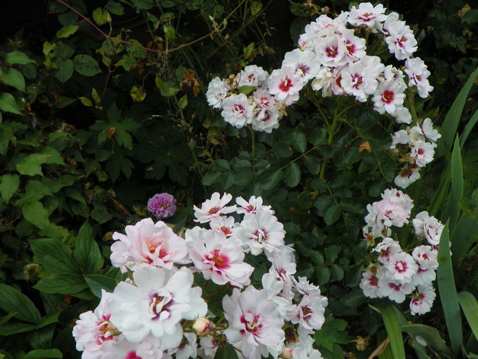 Chewdelight - Trandafiri 2016 - 3