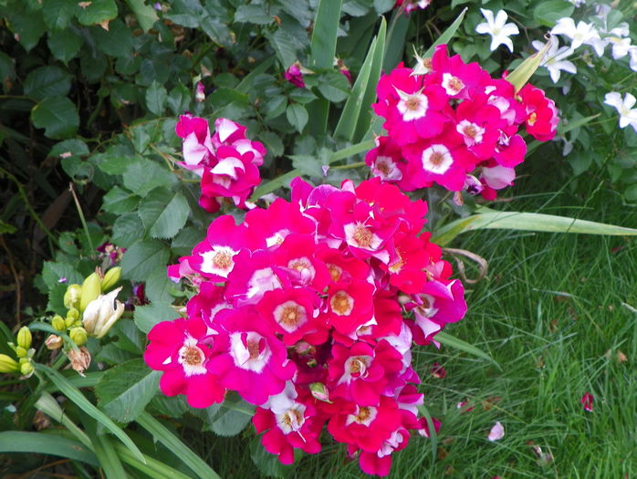 Showmee Music - Trandafiri 2016 - 3