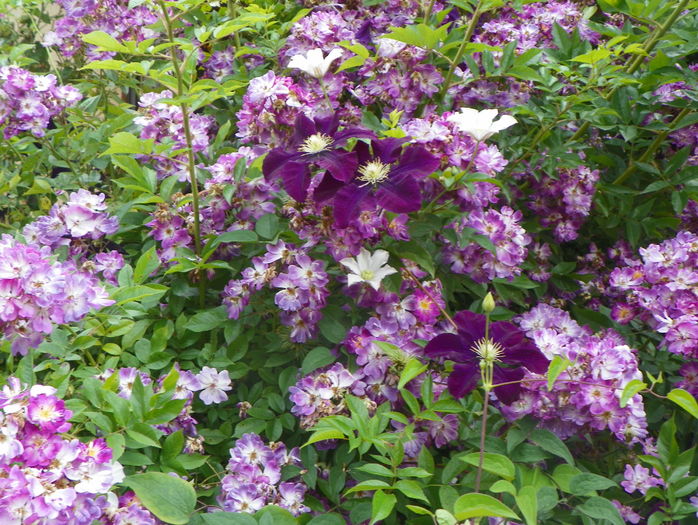 Veilchenblau - Trandafiri 2016 - 3