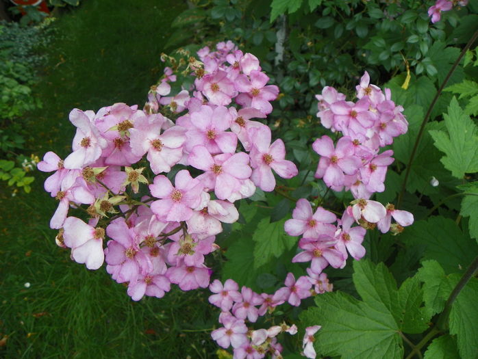 Plaisenterie - Trandafiri 2016 - 3