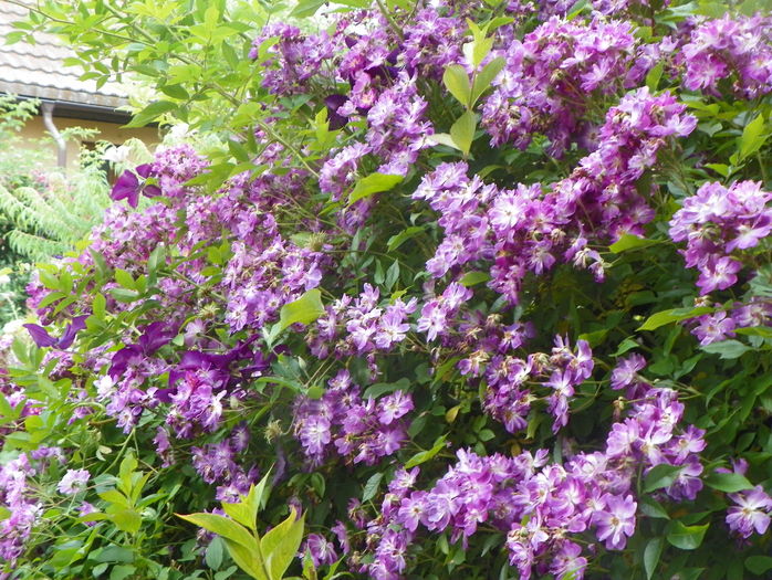 Veilchenblau - Trandafiri 2016 - 3