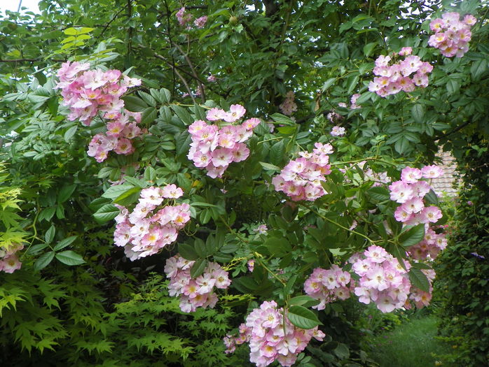 Apple Blossom - Trandafiri 2016 - 3