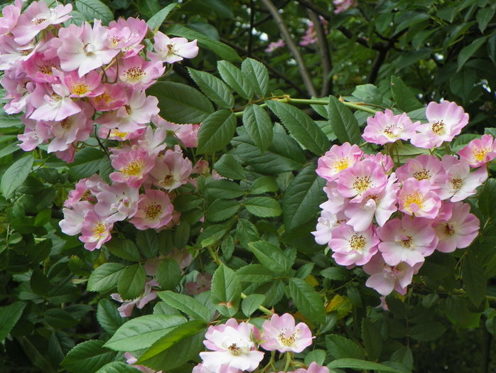 Apple Blossom - Trandafiri 2016 - 3