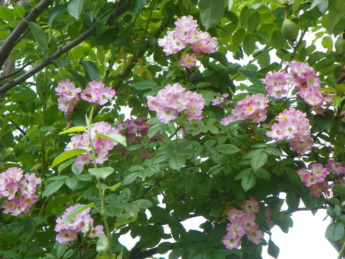 Apple Blossom - Trandafiri 2016 - 3