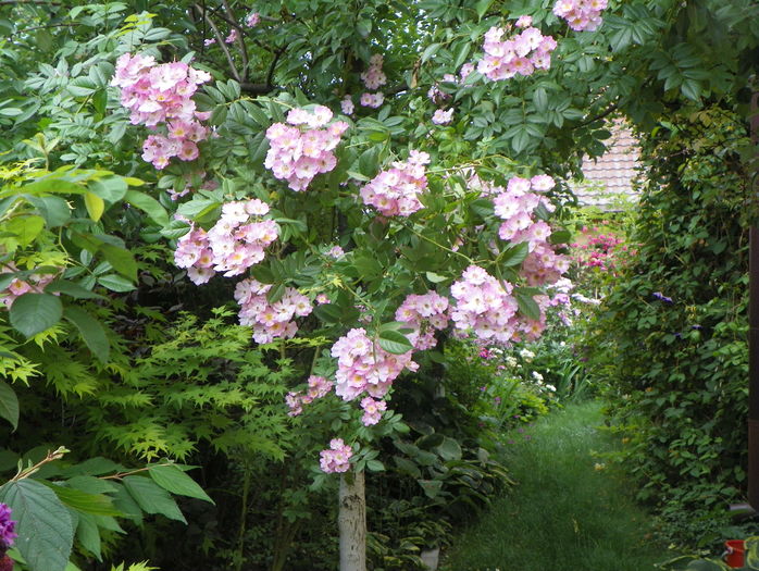 Apple Blossom - Trandafiri 2016 - 3