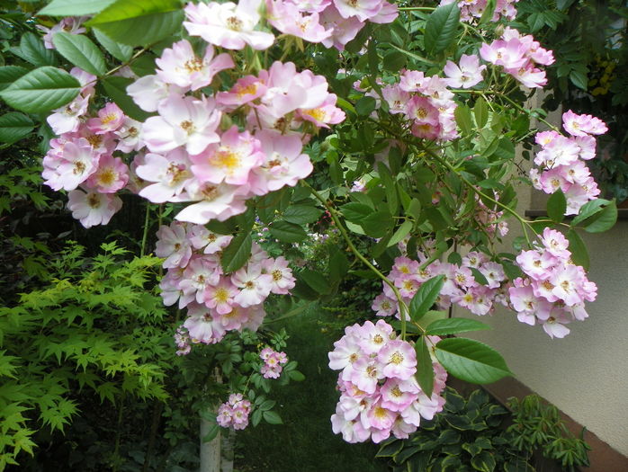 Apple Blossom - Trandafiri 2016 - 3