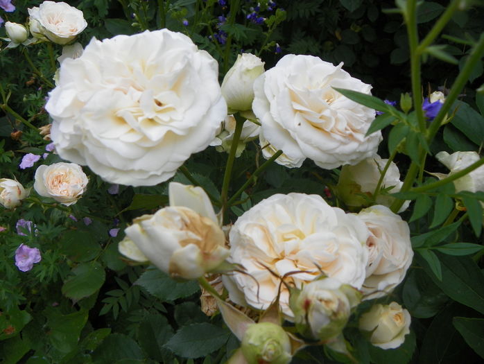 Pastella - Trandafiri 2016 - 3