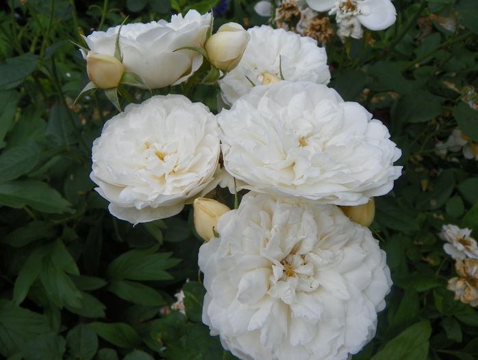 William and Catherine - Trandafiri 2016 - 3