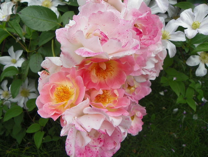 Herzogin Friederike - Trandafiri 2016 - 3