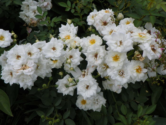 Kent - Trandafiri 2016 - 3