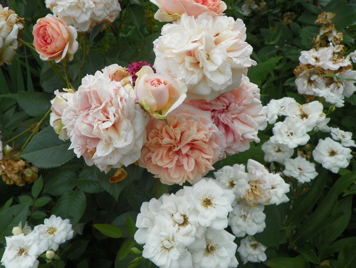 Chippendale si Kent - Trandafiri 2016 - 3