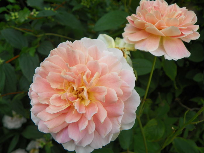 Molineaux - Trandafiri 2016 - 3