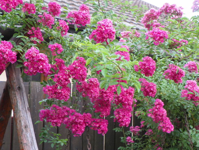 Maria Lisa - Trandafiri 2016 - 3