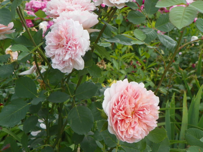 Tea Clipper - Trandafiri 2016 - 3