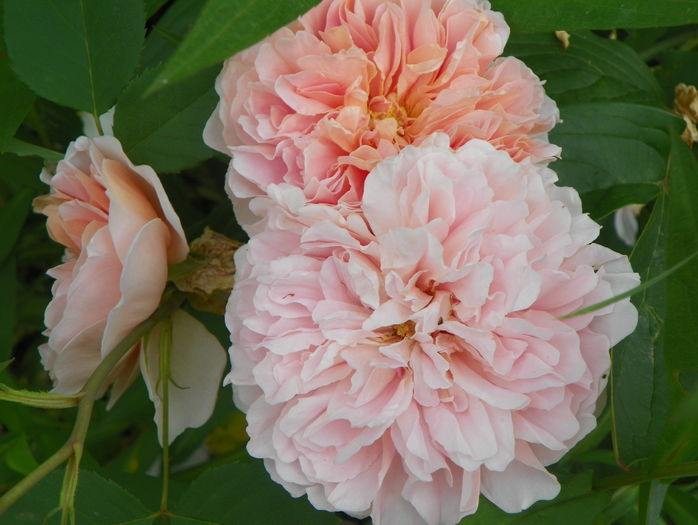 Tea Clipper - Trandafiri 2016 - 3