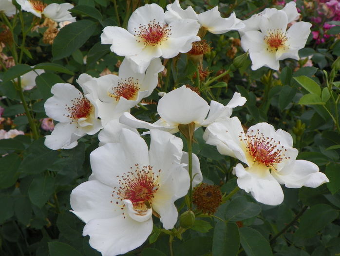 Golden Wings - Trandafiri 2016 - 3